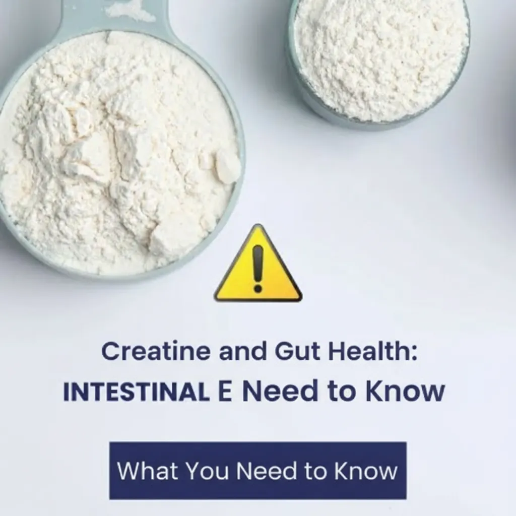 Creatine and Gut Health: What You Need to Know